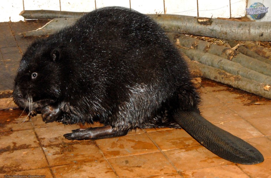 Речной Бобр хвост