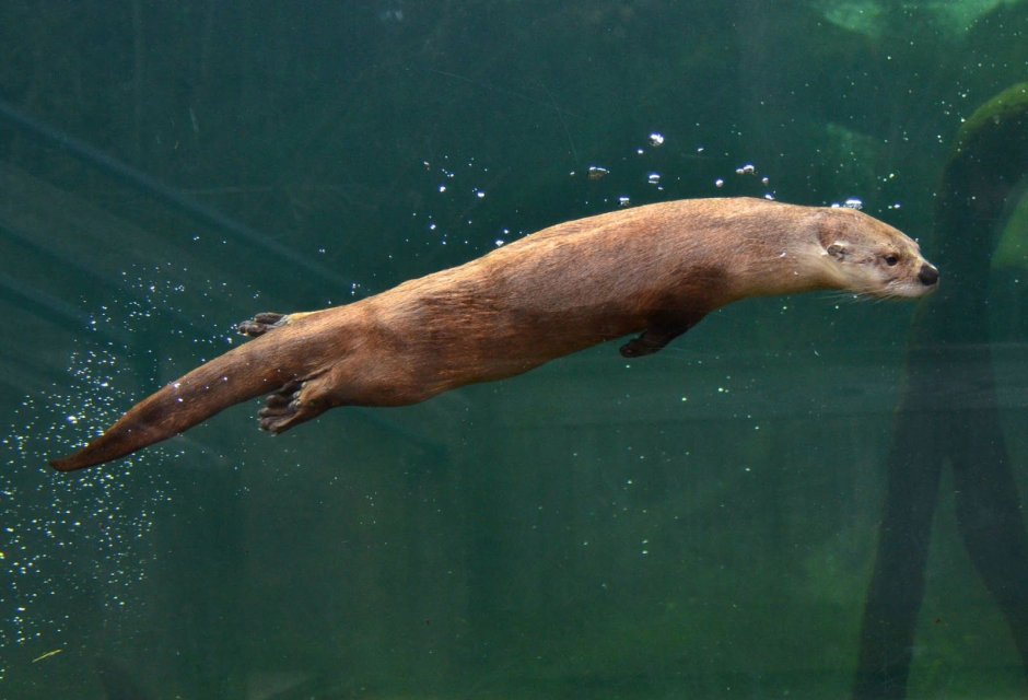 Речной Бобр