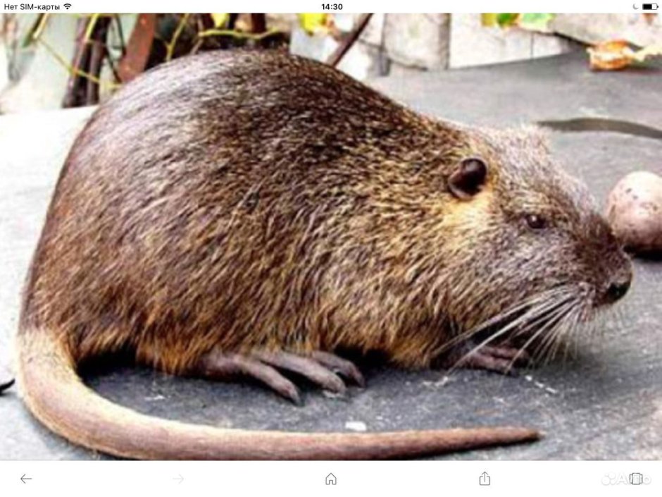 Обыкновенный Бобр хвост