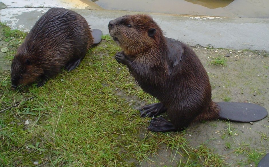 Канадский Бобр (Castor canadensis)