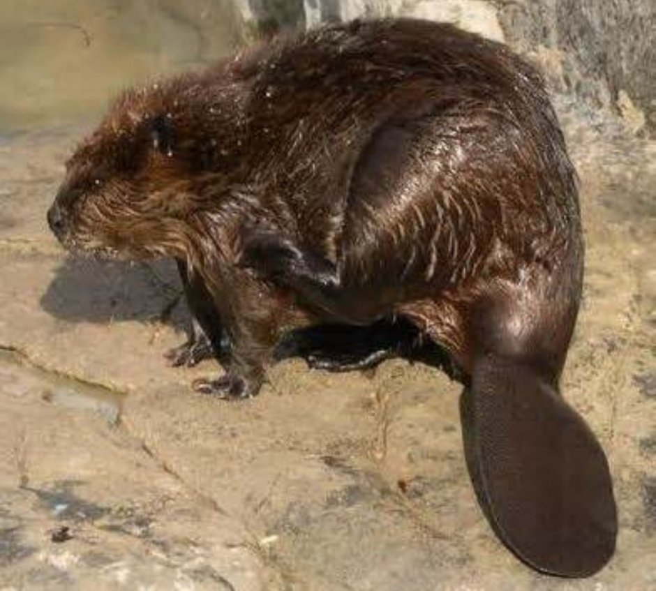 Речной Бобр хвост