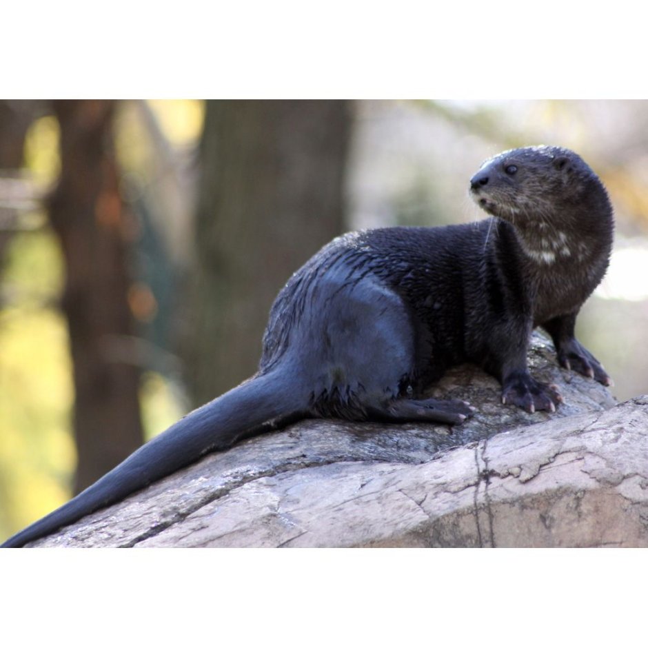 Выдра Речная плывет