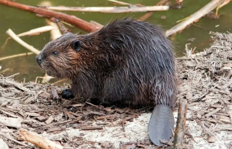 Бинтуронг кошачий медведь домашний