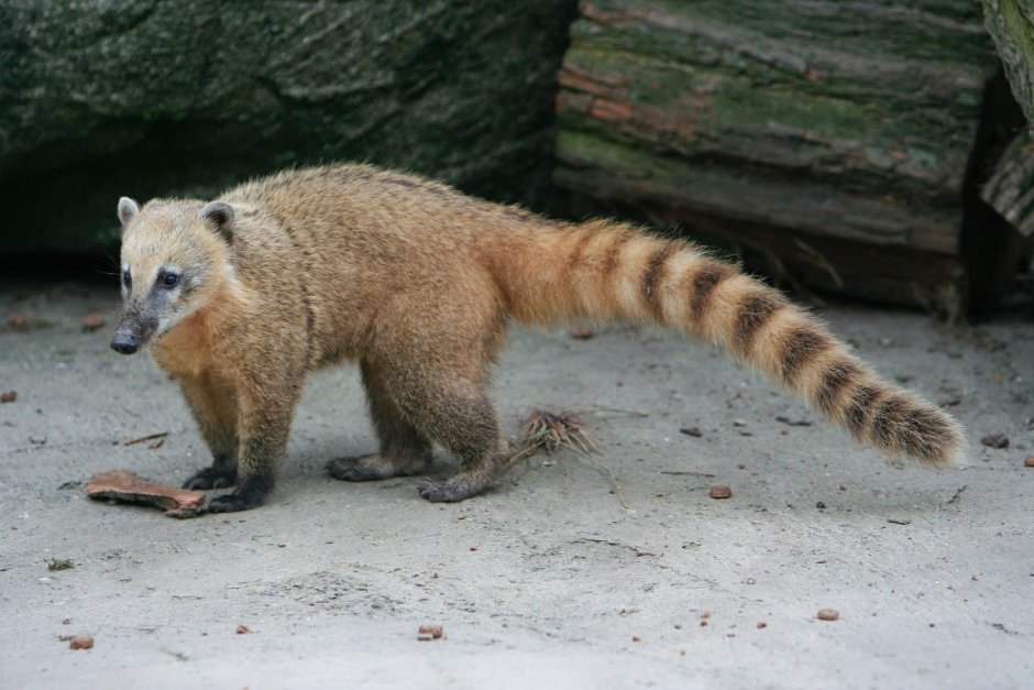 Сибирский колонок Mustela sibirica