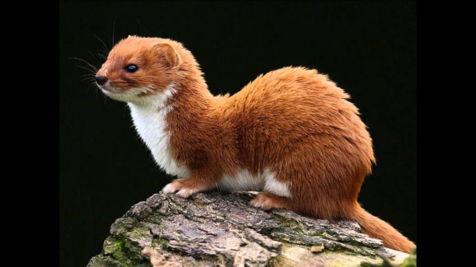 Мускусная кенгуровая крыса