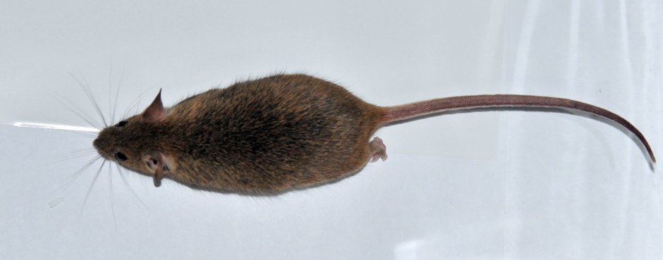 Зебровый Мангуст