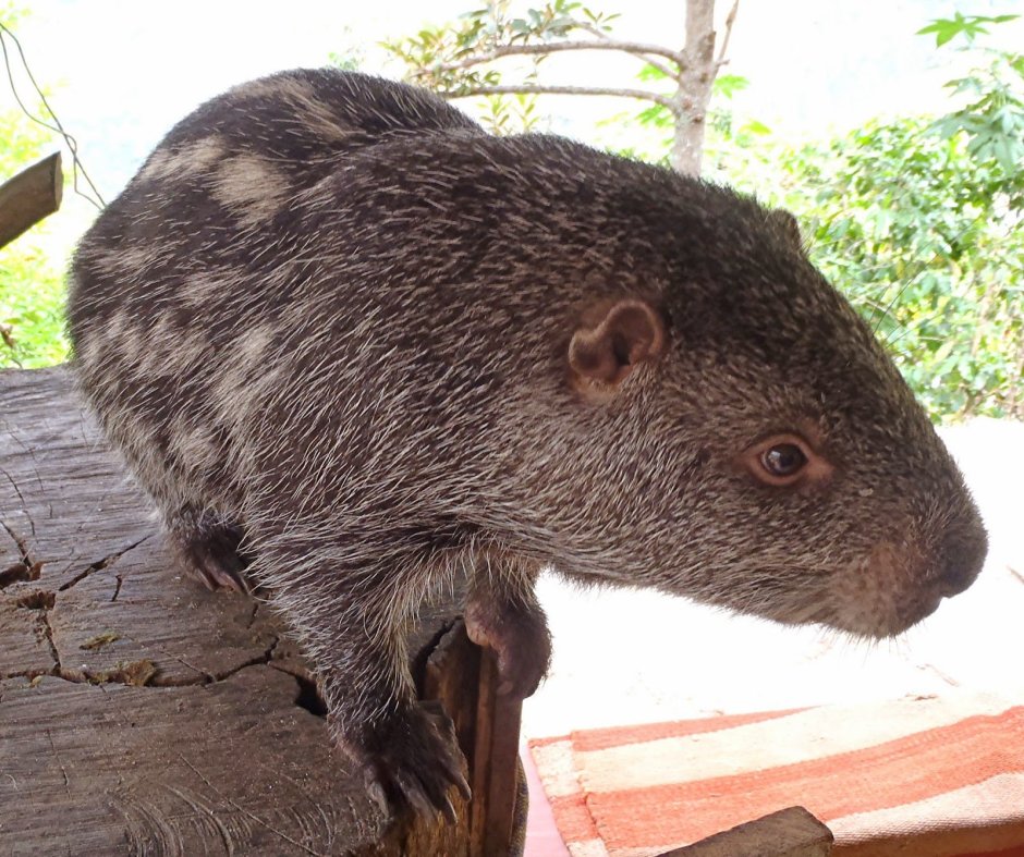 Гигантский муравьед