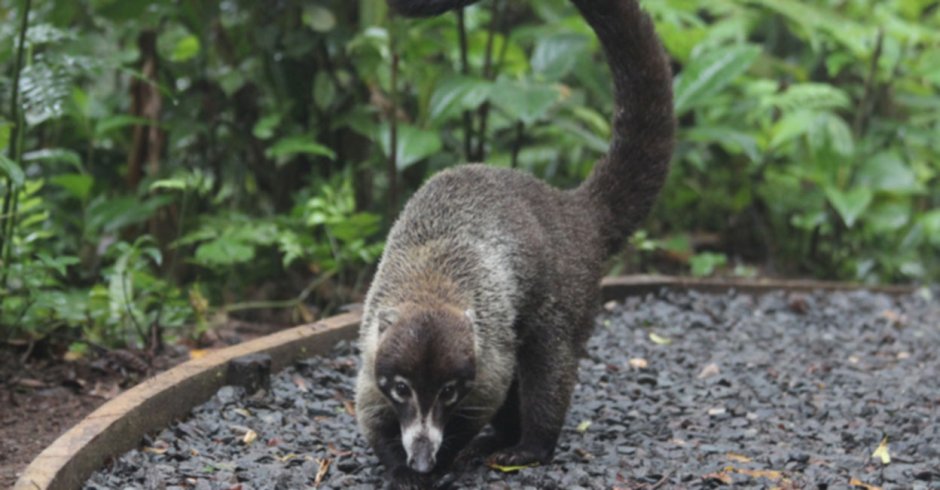Короткоухая Песчанка