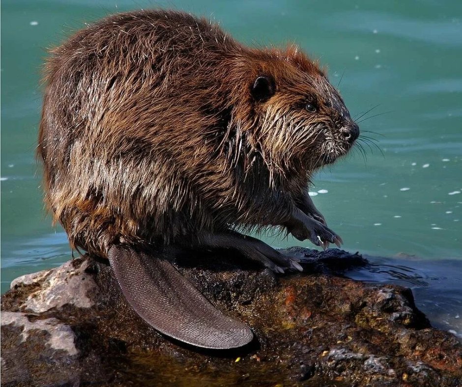 Нутрия крыса