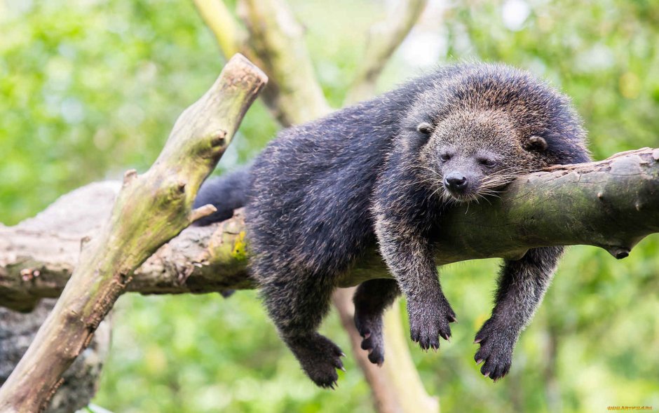 Утконос в Австралии