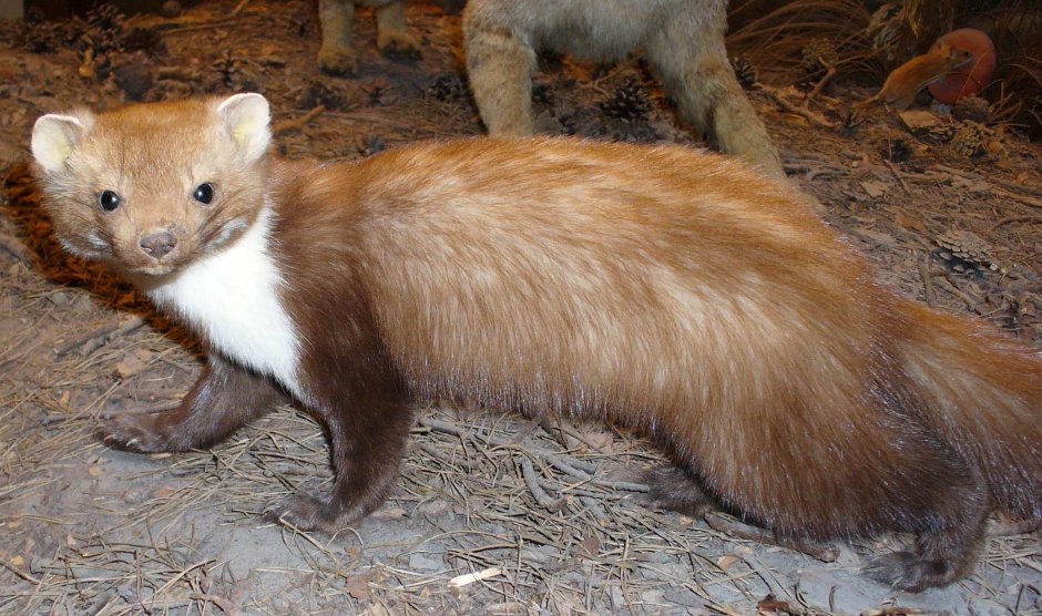 Крот-звездонос (звездорыл)