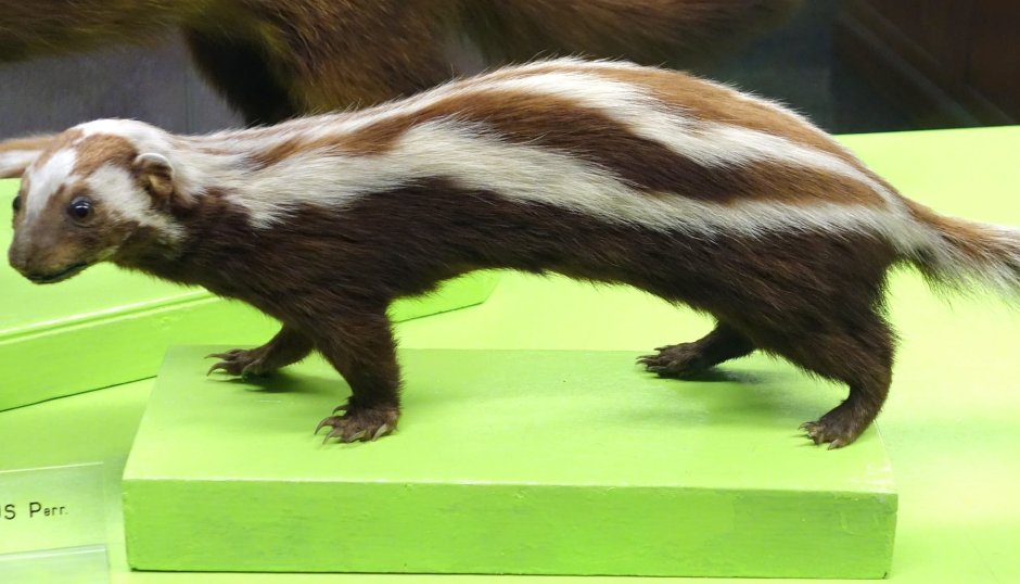 Речной Бобр с детенышами