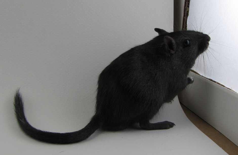 Нутрия болотный Бобр