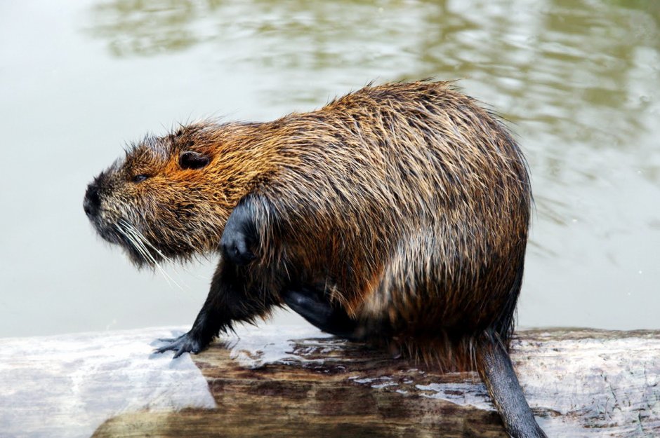 Западносибирский Речной Бобр