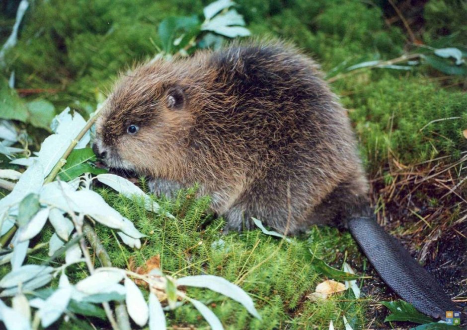 Носуха альбинос