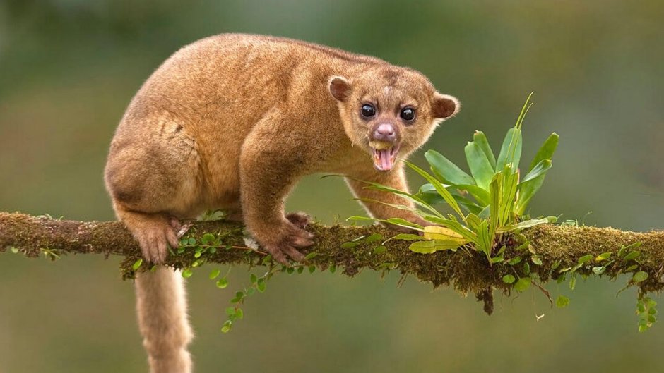 Хвост шиншиллы