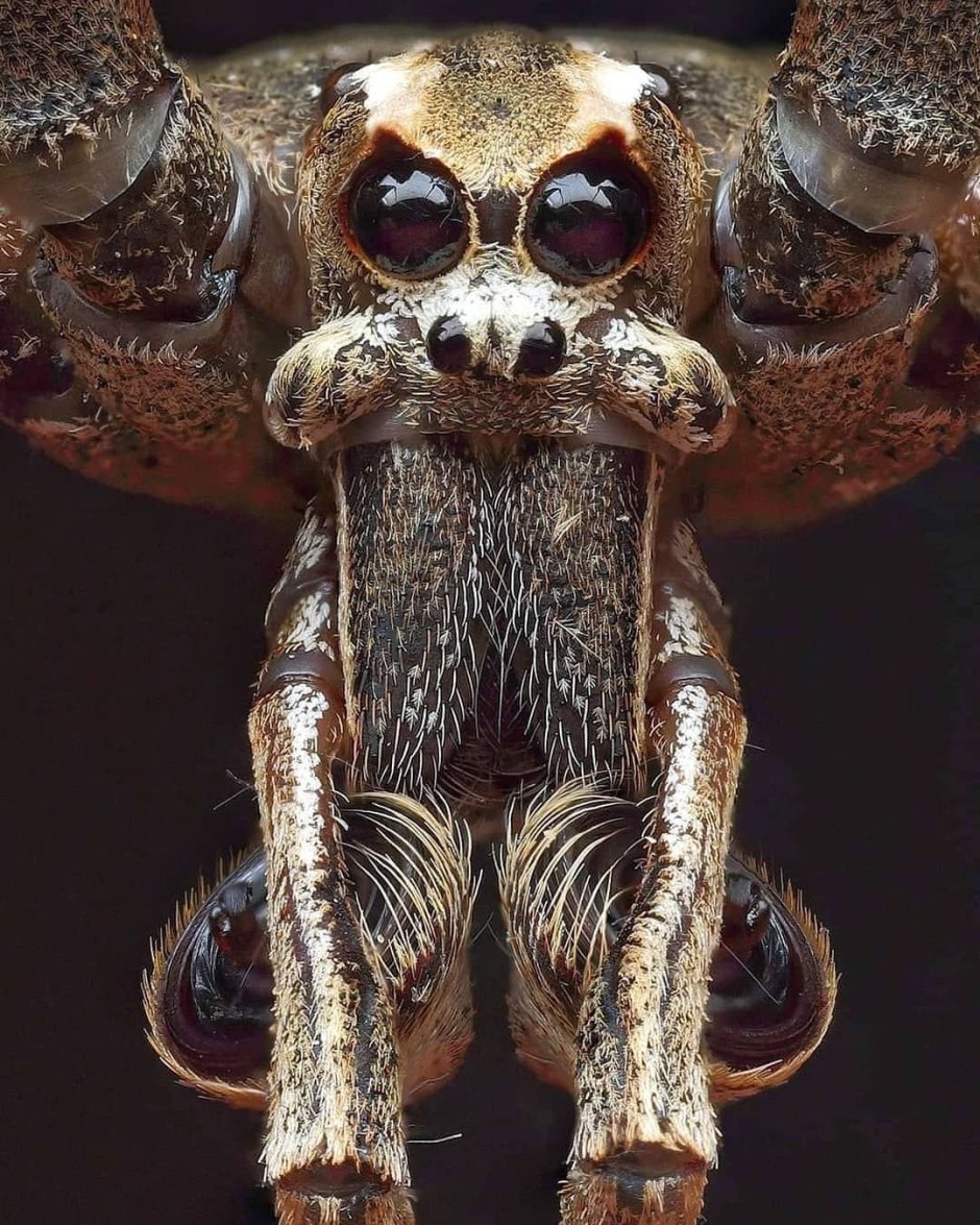Deinopis subrufa
