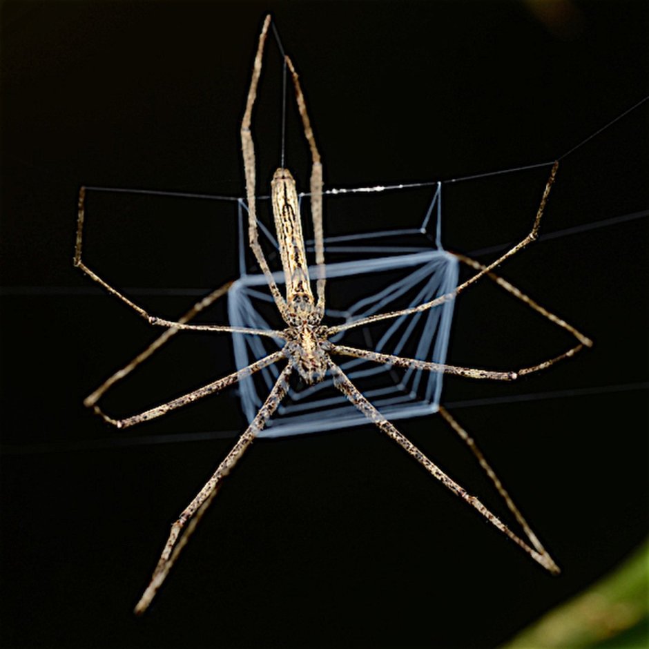 Пауки семейства Dinopidae spinosa