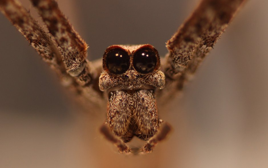 Any Spiders