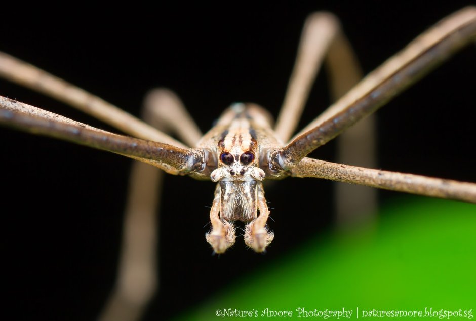 Deinopidae паук