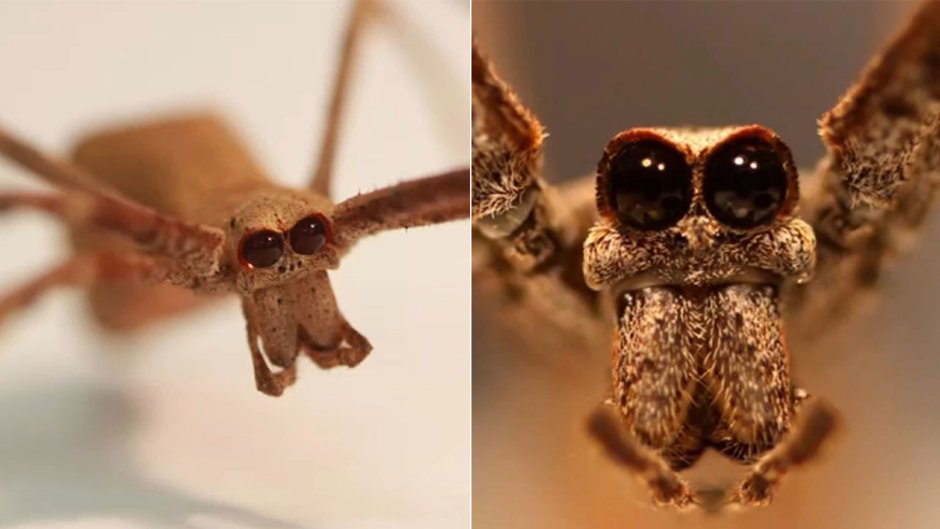 Ogre faced Spider