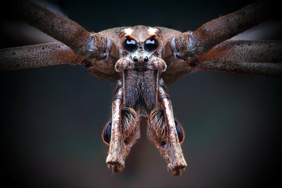 Cyclosa mulmeinensis