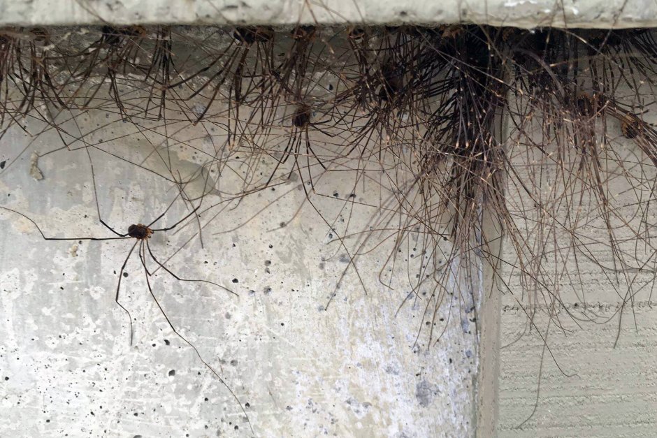 Паук семейства Selenopidae