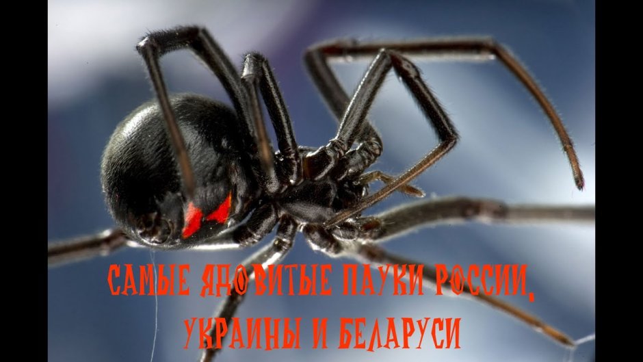 Красноспинный паук австралийская вдова