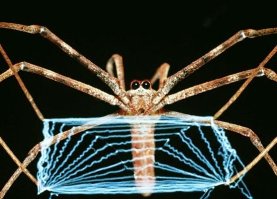 Deinopis subrufa