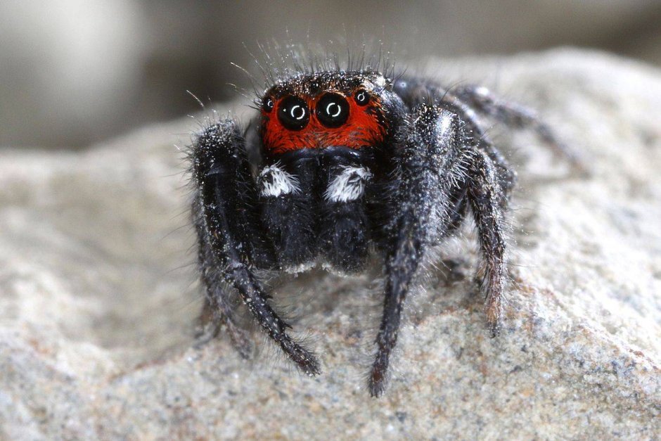 Паук Maratus Nemo