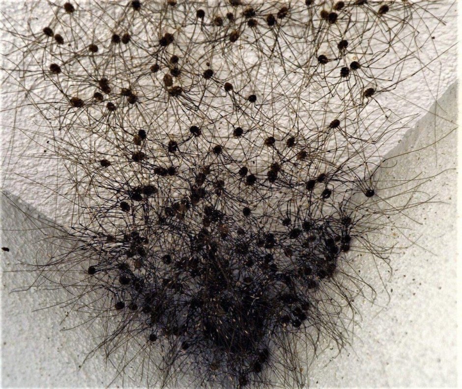 Pyrenecosa spinosa паук