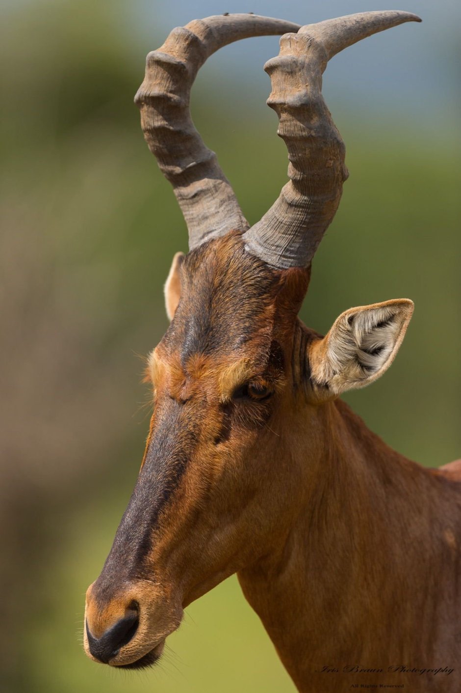 Alcelaphus buselaphus CAAMA