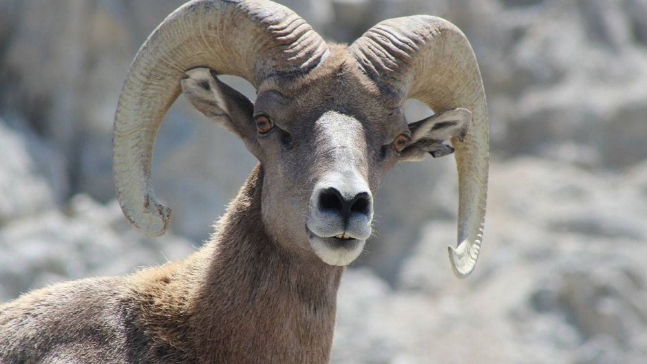 Толсторогий баран (Ovis canadensis).