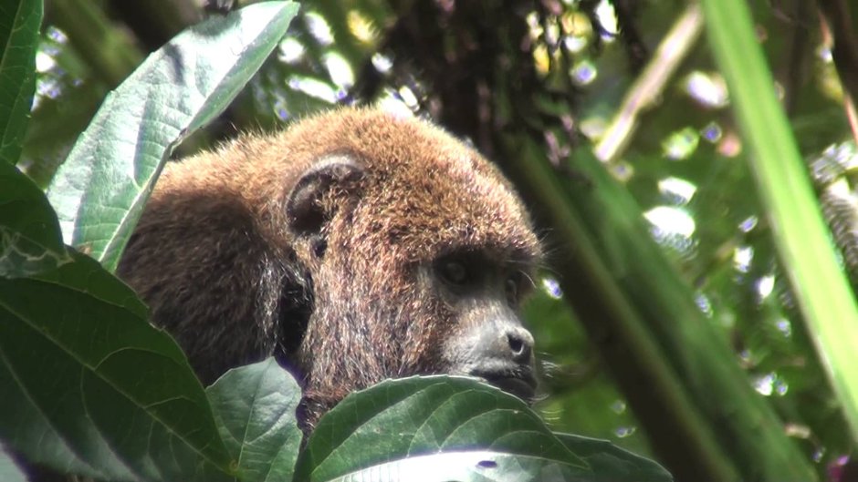 Alouatta Guariba