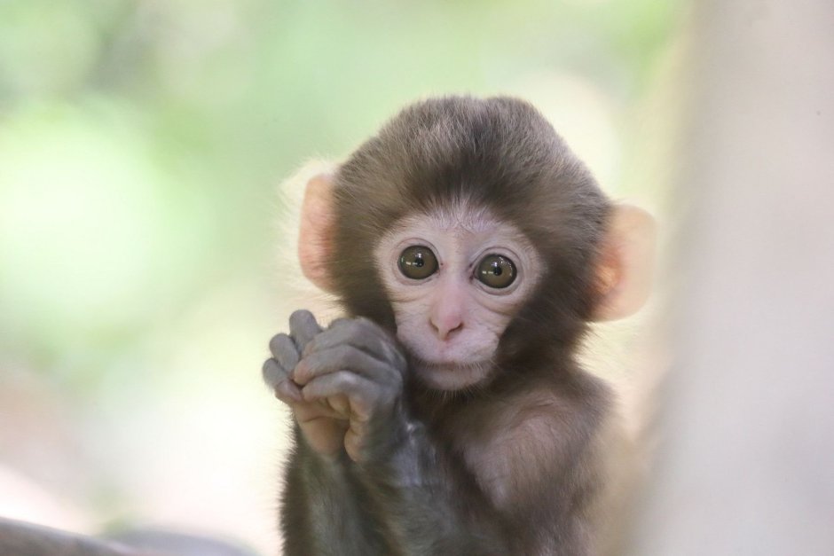 Macacus Rhesus