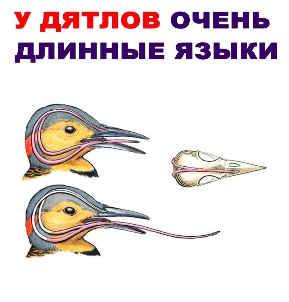 Дятел Мем