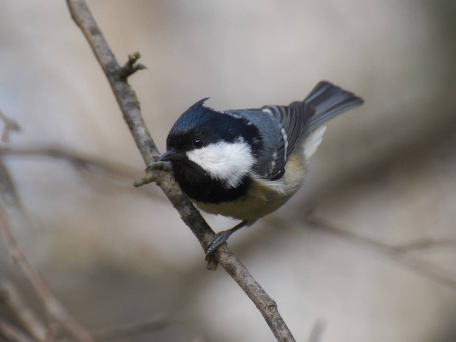 Синица Московка (Parus ater)