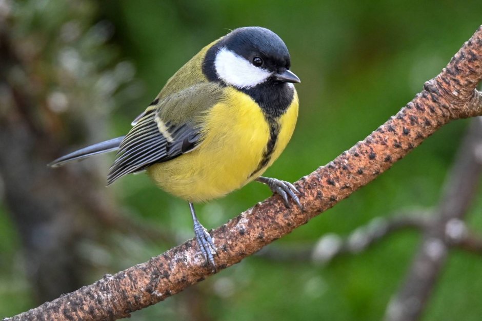 Parus Major