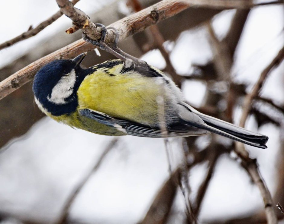 Синица Parus Major