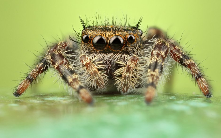 Phidippus Adumbratus