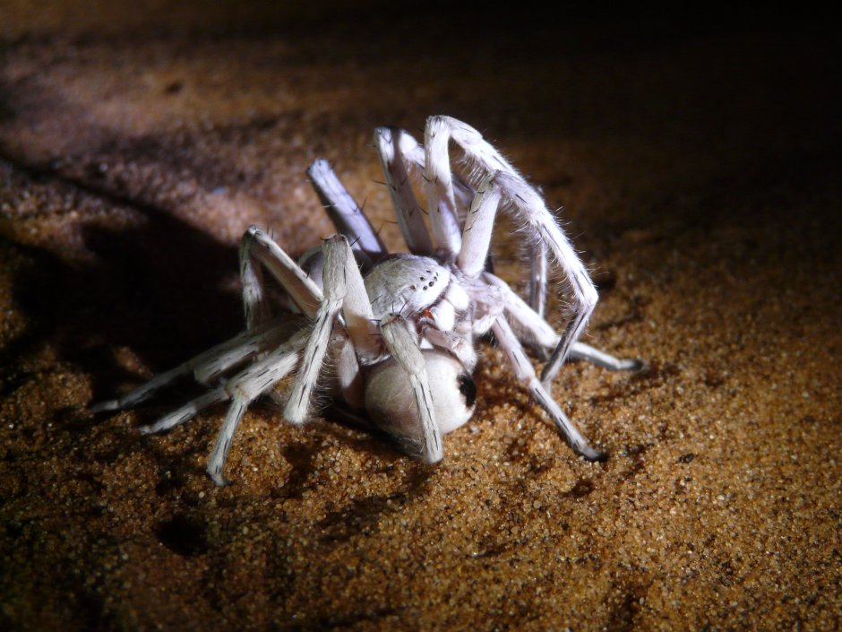 Leucorchestris arenicola