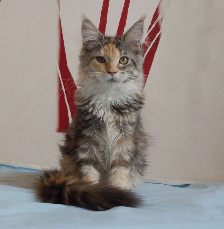 Сибирская кошка табби