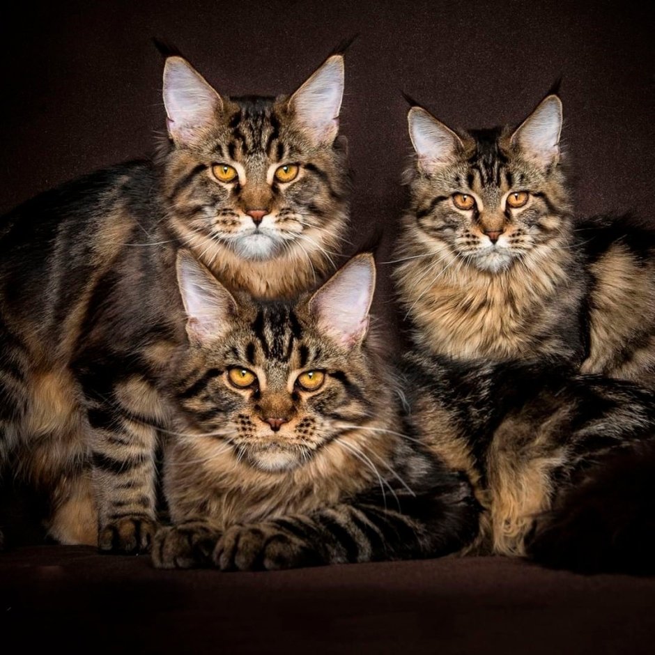 Кот Мейн кун маленький