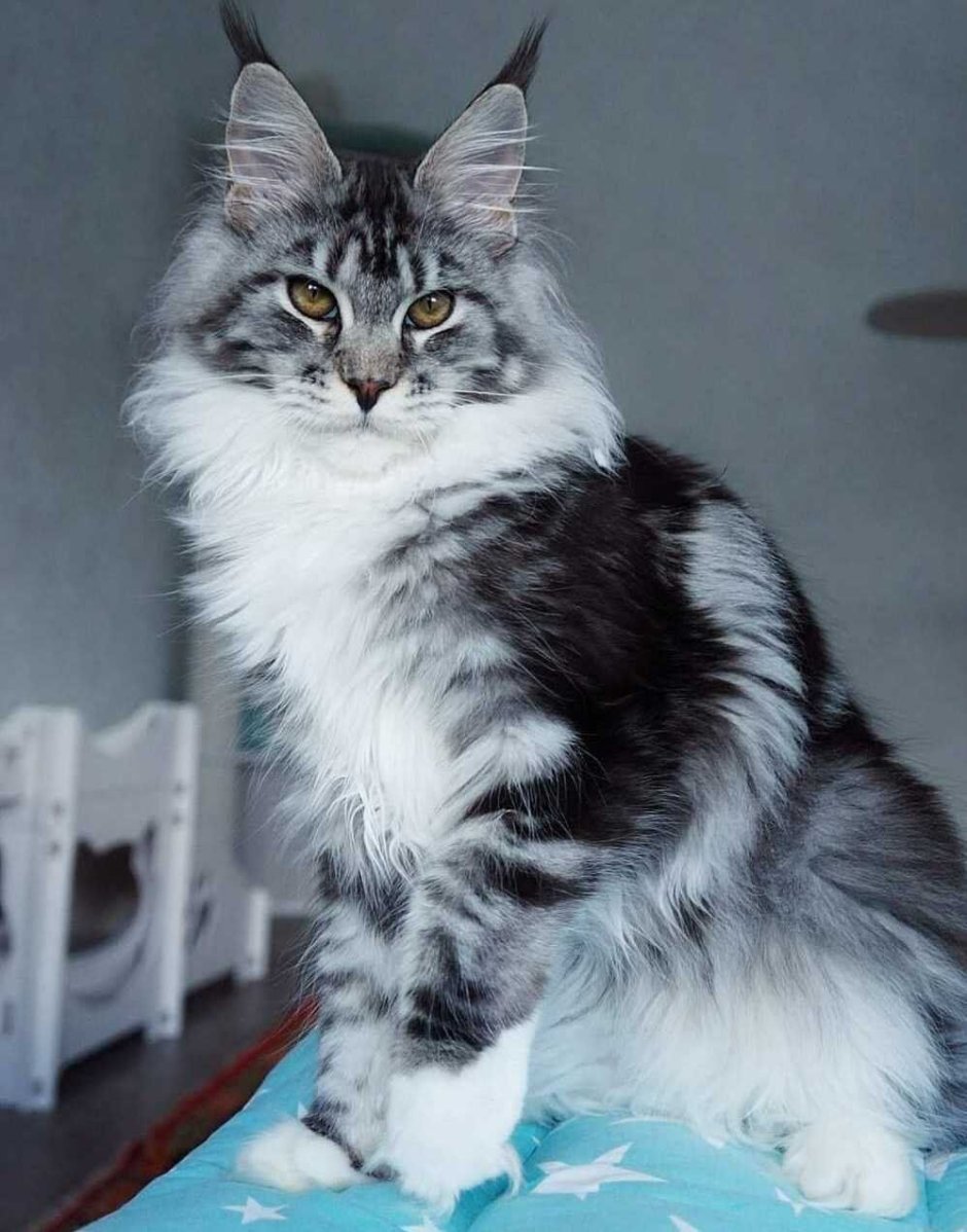 Кот Мейн кун
