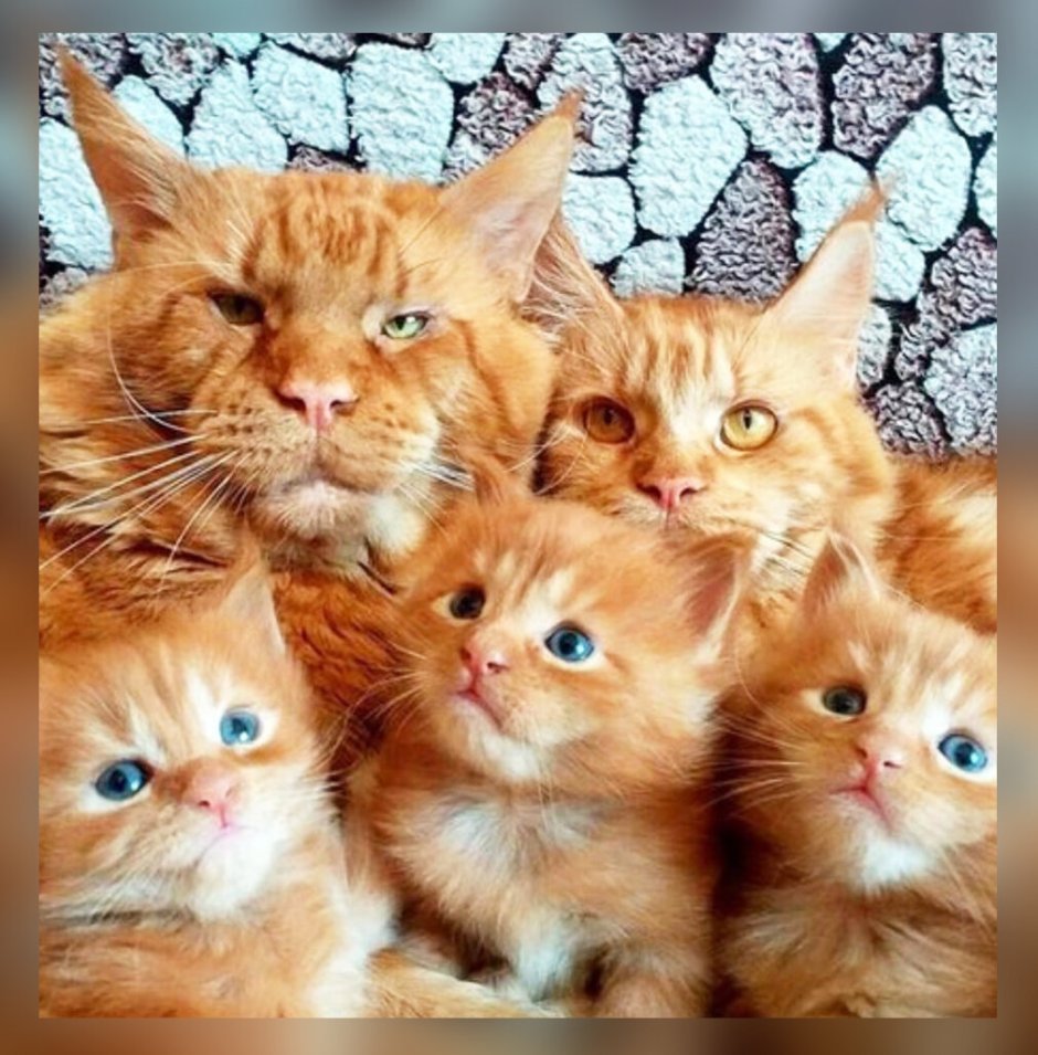 Мэйн кун и обычная кошка