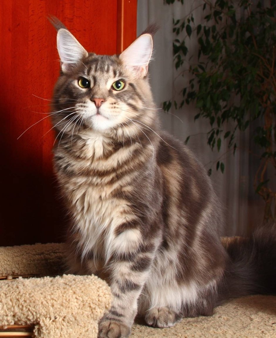 Котята мейкуна трехцветные