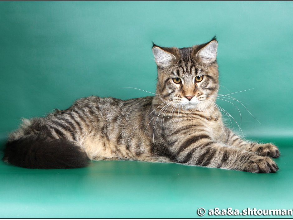 Кошка Мейн кун