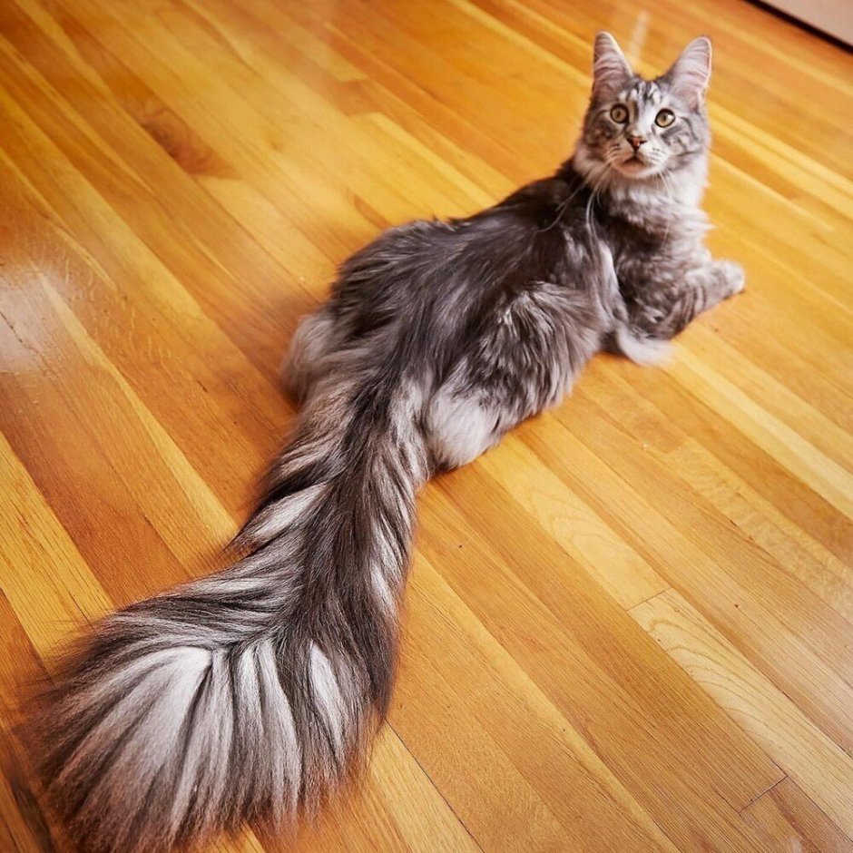 Мраморный кот Мейн кун