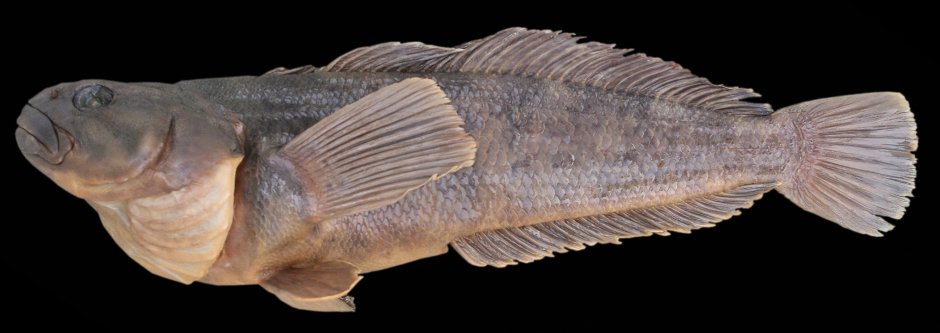 Нототения рыба