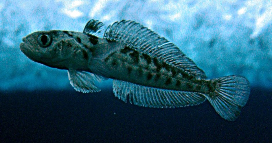 Нототения мраморная